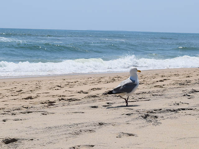 Beach-gull