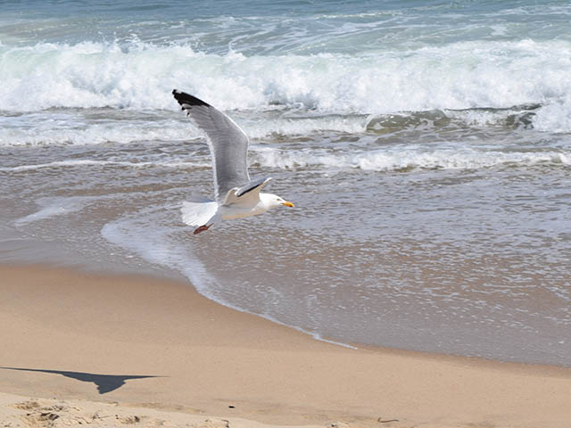 Sea-gull-in-flight