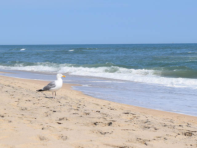 Seagull-beach